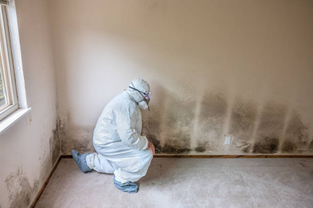 Best Forensic Mold Investigation  in Brent, FL