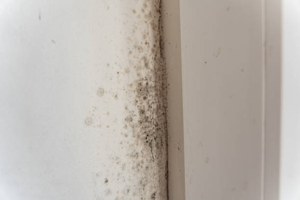 Best Black Mold Removal  in Brent, FL