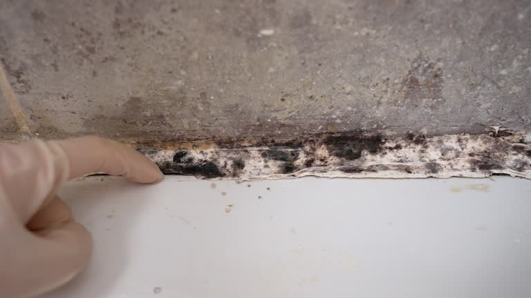 Best Airborne Mold Testing  in Brent, FL